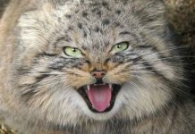 Манул, архар и лесная соня попали в фотоловушки в горах ВКО Манул