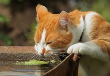 На юге Казахстана ожидается сильная жара до 42 градусов На юге Казахстана ожидается сильная жара до 42 градусов