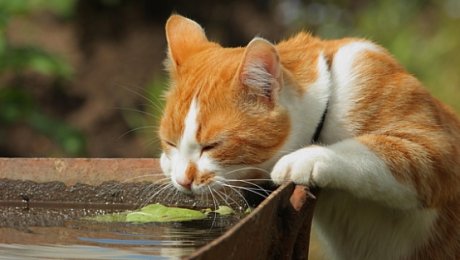 На юге Казахстана ожидается сильная жара до 42 градусов На юге Казахстана ожидается сильная жара до 42 градусов