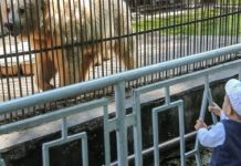 В зоопарк Алматы требуются энтузиасты для строительства совятника В зоопарк Алматы требуются энтузиасты для строительства совятника