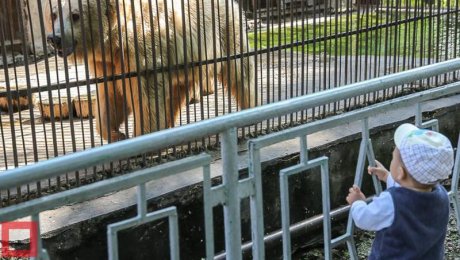 В зоопарк Алматы требуются энтузиасты для строительства совятника В зоопарк Алматы требуются энтузиасты для строительства совятника