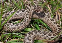 В Актюбинской области змея укусила ребенка В Актюбинской области змея укусила ребенка