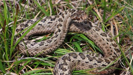 В Актюбинской области змея укусила ребенка В Актюбинской области змея укусила ребенка
