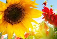 10 июля на большей части Казахстана ожидается погода без осадков 10 июля на большей части Казахстана ожидается погода без осадков