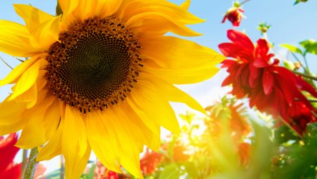 10 июля на большей части Казахстана ожидается погода без осадков 10 июля на большей части Казахстана ожидается погода без осадков