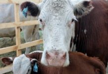 Более 3 тысяч голов больного бруцеллезом скота выявлено в Костанайской области Более 3 тысяч голов больного бруцеллезом скота выявлено в Костанайской области