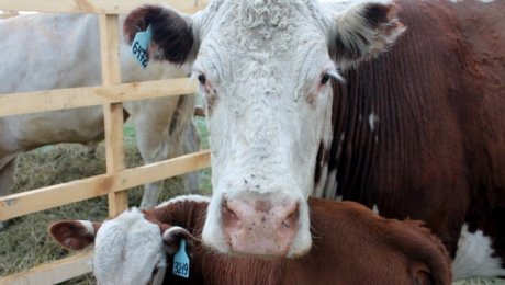 Более 3 тысяч голов больного бруцеллезом скота выявлено в Костанайской области Более 3 тысяч голов больного бруцеллезом скота выявлено в Костанайской области