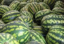 В Актау определены 140 точек для продажи арбузов и дынь В Актау определены 140 точек для продажи арбузов и дынь