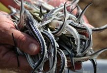 2,6 млн. молоди осетра было выпущено в Урал 2