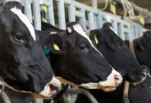 Мясной союз РК: Экспорт казахстанского мяса в Китай на грани срыва Мясной союз РК: Экспорт казахстанского мяса в Китай на грани срыва