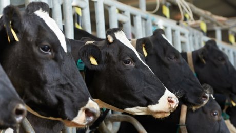 Мясной союз РК: Экспорт казахстанского мяса в Китай на грани срыва Мясной союз РК: Экспорт казахстанского мяса в Китай на грани срыва