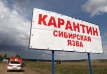 В Минсельхозе ситуацию по сибирской язве не считают критичной В Минсельхозе ситуацию по сибирской язве не считают критичной