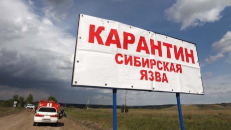 В Минсельхозе ситуацию по сибирской язве не считают критичной В Минсельхозе ситуацию по сибирской язве не считают критичной