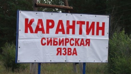 В селе Узынсу Павлодарской области объявлен карантин из-за сибирской язвы В селе Узынсу Павлодарской области объявлен карантин из-за сибирской язвы