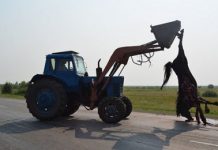 Массовая авария с участием 4 машин и 5 лошадей произошла на трассе Астана-Боровое Массовая авария с участием 4 машин и 5 лошадей произошла на трассе Астана-Боровое