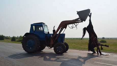 Массовая авария с участием 4 машин и 5 лошадей произошла на трассе Астана-Боровое Массовая авария с участием 4 машин и 5 лошадей произошла на трассе Астана-Боровое