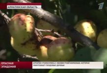 Аграрии Алматинской области столкнулись с болезнью, которая уничтожает плодовые деревья Аграрии Алматинской области столкнулись с болезнью