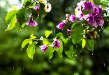 12 июля на большей части Казахстана ожидаются дожди с грозами и порывистым ветром 12 июля на большей части Казахстана ожидаются дожди с грозами и порывистым ветром