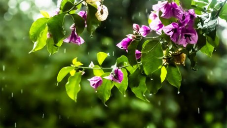 12 июля на большей части Казахстана ожидаются дожди с грозами и порывистым ветром 12 июля на большей части Казахстана ожидаются дожди с грозами и порывистым ветром