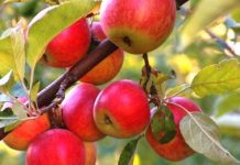 Сыр өңірінде алма бақтары пайда болады Сыр өңірінде алма бақтары пайда болады