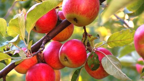 Сыр өңірінде алма бақтары пайда болады Сыр өңірінде алма бақтары пайда болады