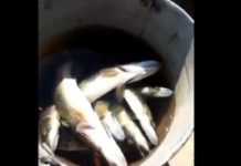 Павлодар облысында Ертіс өзенінде балықтың қырылу себептері аны… Павлодар облысында Ертіс өзенінде балықтың қырылу себептері аны...