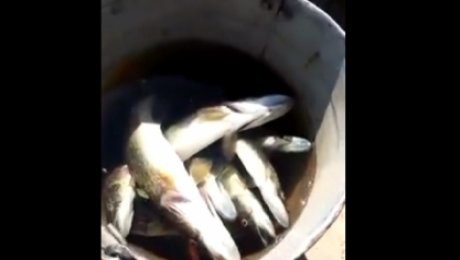 Павлодар облысында Ертіс өзенінде балықтың қырылу себептері аны… Павлодар облысында Ертіс өзенінде балықтың қырылу себептері аны...