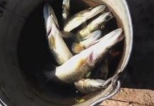 Причину гибели рыбы в Иртыше выясняют в Павлодарской области Причину гибели рыбы в Иртыше выясняют в Павлодарской области