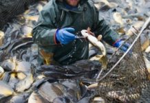 Почти восемь тысяч тонн рыбы удалось выловить в Арале Почти восемь тысяч тонн рыбы удалось выловить в Арале