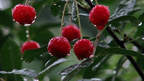 14 июля на большей части Казахстана сохраняются дожди с грозами и порывистым ветром 14 июля на большей части Казахстана сохраняются дожди с грозами и порывистым ветром