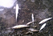 Павлодарда Ертіс өзенінде балықтардың өлуінің бірнеше себепт… Павлодарда Ертіс өзенінде балықтардың өлуінің бірнеше себепт...