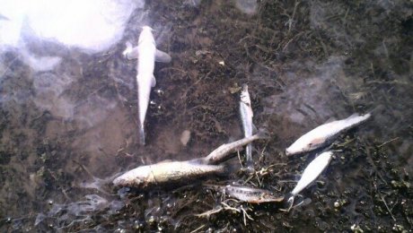 Павлодарда Ертіс өзенінде балықтардың өлуінің бірнеше себепт… Павлодарда Ертіс өзенінде балықтардың өлуінің бірнеше себепт...