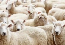 Алматы облысындағы ветеринариялық жағдай пысықталды Алматы облысындағы ветеринариялық жағдай пысықталды