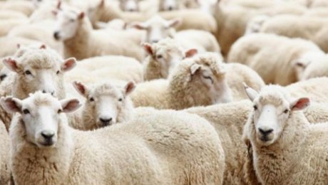 Алматы облысындағы ветеринариялық жағдай пысықталды Алматы облысындағы ветеринариялық жағдай пысықталды