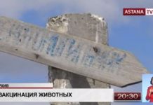 Более 2700 инъекций использовано в Павлодарской области при вакцинации скота Более 2700 инъекций использовано в Павлодарской области при вакцинации скота