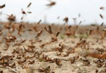 Павлодар облысында шегірткеге қарсы жұмыстарға 17 млн теңге б}… Павлодар облысында шегірткеге қарсы жұмыстарға 17 млн теңге б}...