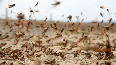Павлодар облысында шегірткеге қарсы жұмыстарға 17 млн теңге б}… Павлодар облысында шегірткеге қарсы жұмыстарға 17 млн теңге б}...
