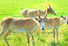 Алматының зообағында оқыстан киік өліп қалды Алматының зообағында оқыстан киік өліп қалды