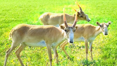 Алматының зообағында оқыстан киік өліп қалды Алматының зообағында оқыстан киік өліп қалды