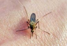 Павлодарда шыбын-шіркейлерге қарсы дезинсекция жасауға 10,2 миллион тенге б… Павлодарда шыбын-шіркейлерге қарсы дезинсекция жасауға 10