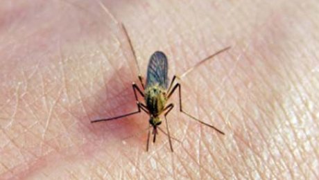 Павлодарда шыбын-шіркейлерге қарсы дезинсекция жасауға 10,2 миллион тенге б… Павлодарда шыбын-шіркейлерге қарсы дезинсекция жасауға 10