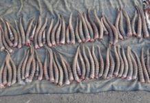 В Уральске осужден полицейский за утрату вещдоков — изъятых рогов сайги В Уральске осужден полицейский за утрату вещдоков - изъятых рогов сайги