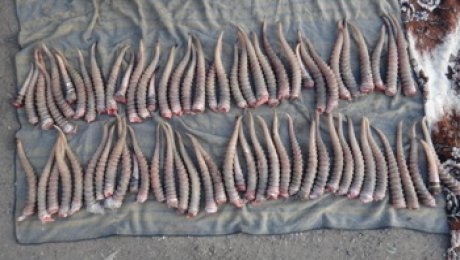 В Уральске осужден полицейский за утрату вещдоков — изъятых рогов сайги В Уральске осужден полицейский за утрату вещдоков - изъятых рогов сайги