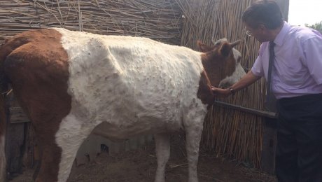 В Атырауской области скот гибнет от африканской болезни В Атырауской области скот гибнет от африканской болезни