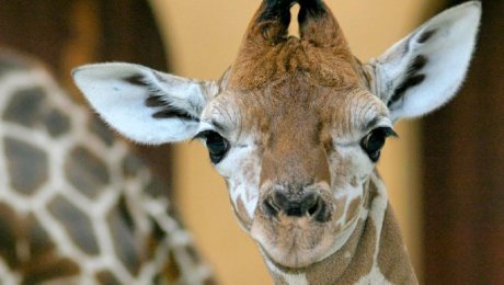 У пары жирафов в алматинском зоопарке родился детеныш У пары жирафов в алматинском зоопарке родился детеныш