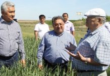 Дожди позволят собрать рекордный урожай в западном Казахстане — аграрии Дожди позволят собрать рекордный урожай в западном Казахстане - аграрии
