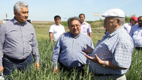 Дожди позволят собрать рекордный урожай в западном Казахстане - аграрии