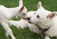 Биологи доказали, что интеллект козы во многом похож на собачий и человечий Биологи доказали