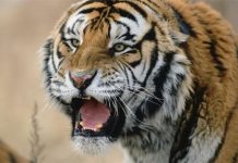 Тигр растерзал посетительницу зоопарка в Китае Тигр растерзал посетительницу зоопарка в Китае