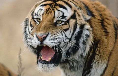 Тигр растерзал посетительницу зоопарка в Китае Тигр растерзал посетительницу зоопарка в Китае